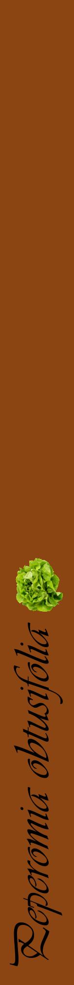 Étiquette de : Peperomia obtusifolia - format a - style noire30viv avec comestibilité simplifiée