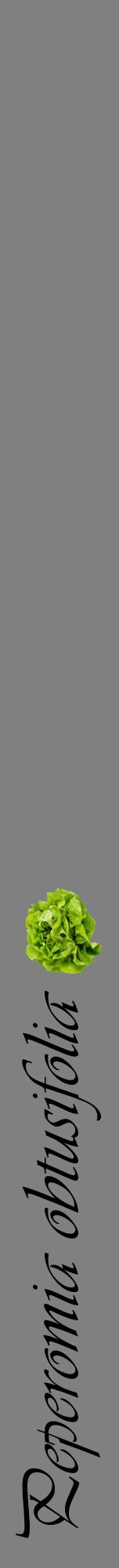 Étiquette de : Peperomia obtusifolia - format a - style noire57viv avec comestibilité simplifiée