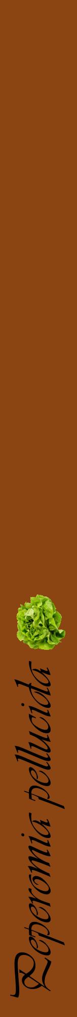 Étiquette de : Peperomia pellucida - format a - style noire30viv avec comestibilité simplifiée