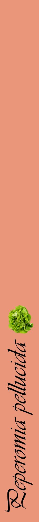Étiquette de : Peperomia pellucida - format a - style noire37viv avec comestibilité simplifiée