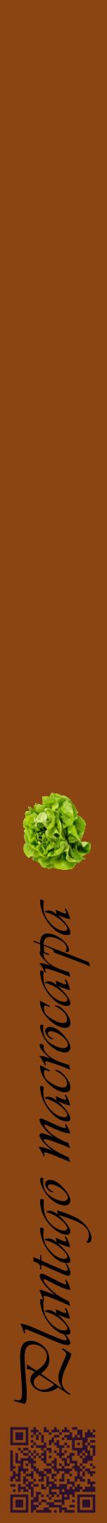 Étiquette de : Plantago macrocarpa - format a - style noire30viv avec qrcode et comestibilité simplifiée