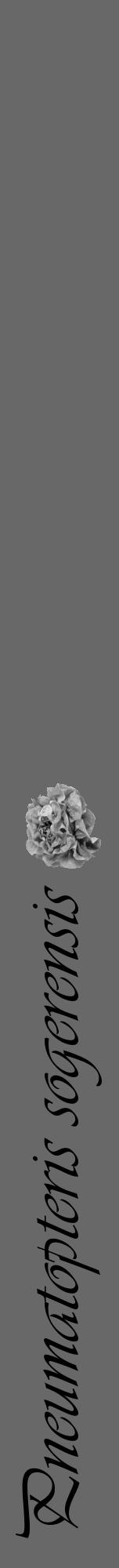 Étiquette de : Pneumatopteris sogerensis - format a - style noire6viv avec comestibilité simplifiée - position verticale