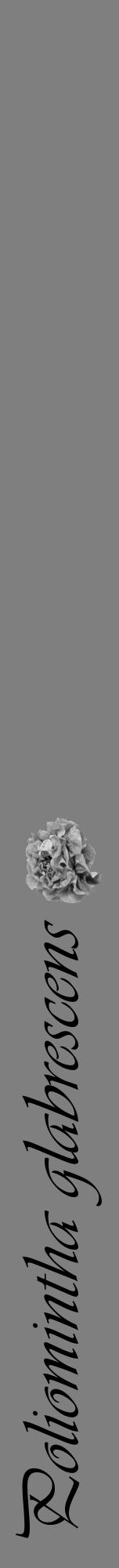 Étiquette de : Poliomintha glabrescens - format a - style noire31viv avec comestibilité simplifiée - position verticale