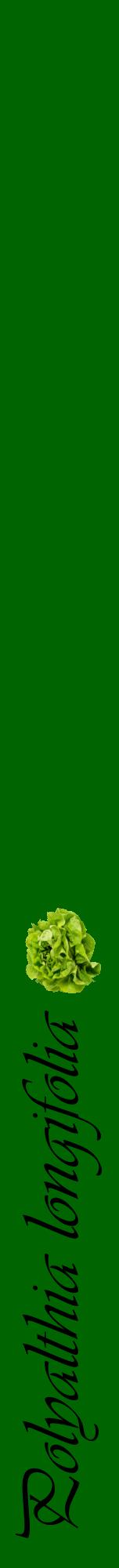 Étiquette de : Polyalthia longifolia - format a - style noire8viv avec comestibilité simplifiée