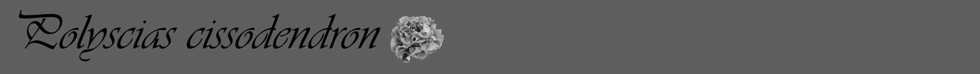 Étiquette de : Polyscias cissodendron - format a - style noire10viv avec comestibilité simplifiée