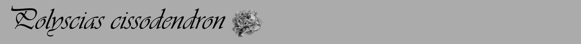 Étiquette de : Polyscias cissodendron - format a - style noire37viv avec comestibilité simplifiée