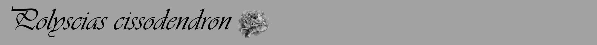 Étiquette de : Polyscias cissodendron - format a - style noire38viv avec comestibilité simplifiée