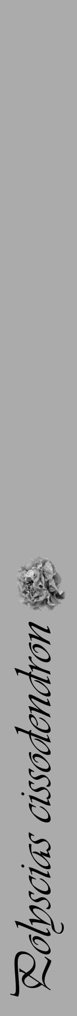 Étiquette de : Polyscias cissodendron - format a - style noire37viv avec comestibilité simplifiée - position verticale