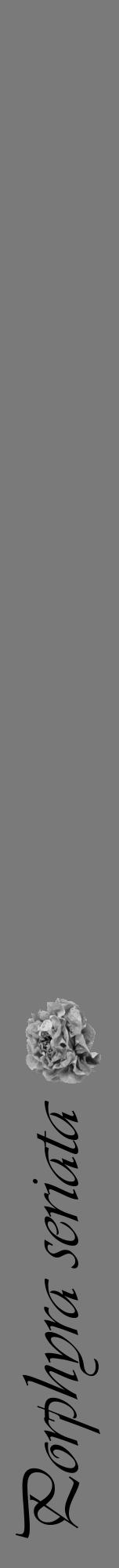 Étiquette de : Porphyra seriata - format a - style noire3viv avec comestibilité simplifiée - position verticale