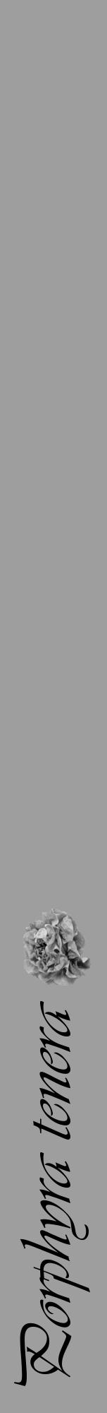 Étiquette de : Porphyra tenera - format a - style noire42viv avec comestibilité simplifiée - position verticale