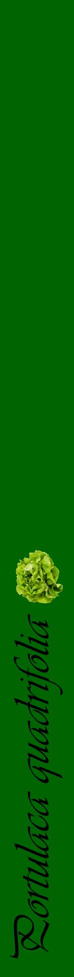 Étiquette de : Portulaca quadrifolia - format a - style noire8viv avec comestibilité simplifiée