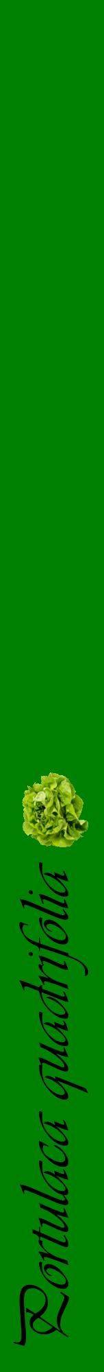 Étiquette de : Portulaca quadrifolia - format a - style noire9viv avec comestibilité simplifiée