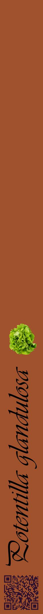 Étiquette de : Potentilla glandulosa - format a - style noire32viv avec qrcode et comestibilité simplifiée