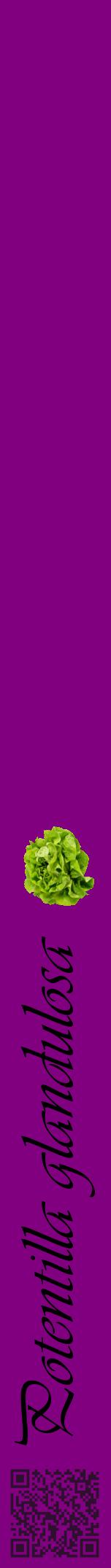 Étiquette de : Potentilla glandulosa - format a - style noire46viv avec qrcode et comestibilité simplifiée