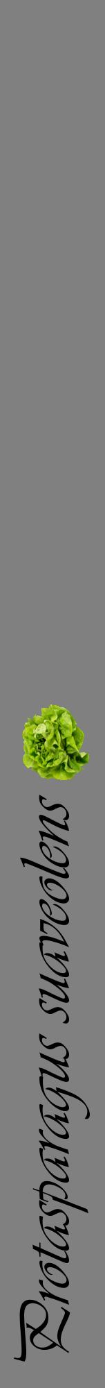 Étiquette de : Protasparagus suaveolens - format a - style noire57viv avec comestibilité simplifiée