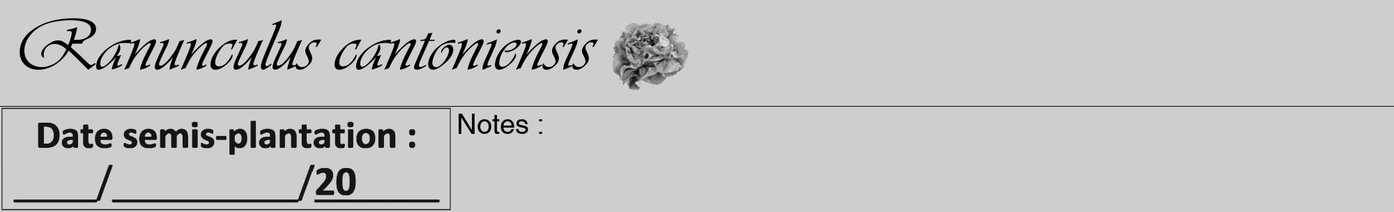 Étiquette de : Ranunculus cantoniensis - format a - style noire17viv avec comestibilité simplifiée
