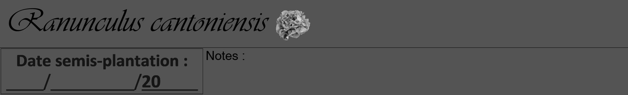 Étiquette de : Ranunculus cantoniensis - format a - style noire30viv avec comestibilité simplifiée