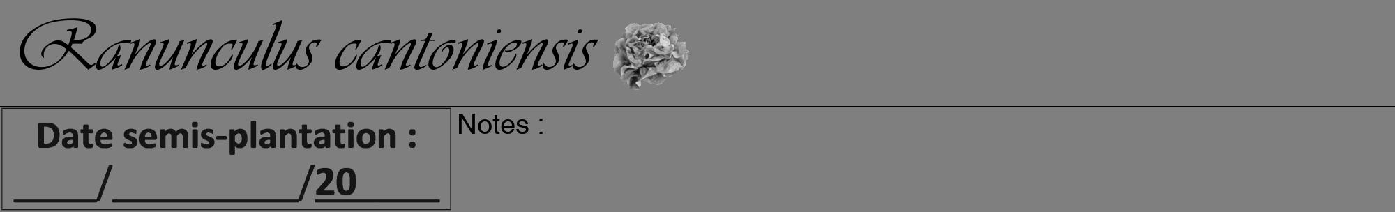 Étiquette de : Ranunculus cantoniensis - format a - style noire31viv avec comestibilité simplifiée