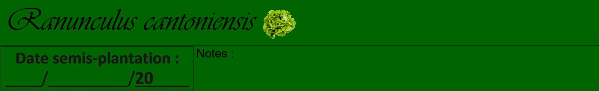 Étiquette de : Ranunculus cantoniensis - format a - style noire8viv avec comestibilité simplifiée