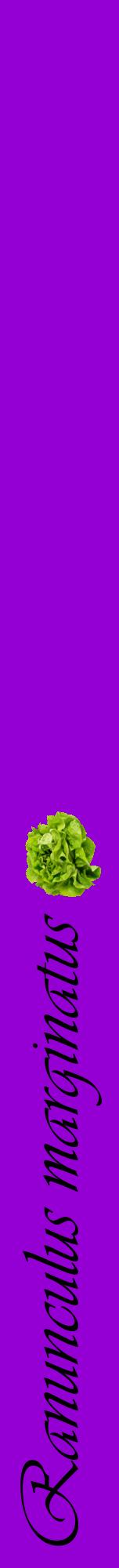 Étiquette de : Ranunculus marginatus - format a - style noire48viv avec comestibilité simplifiée