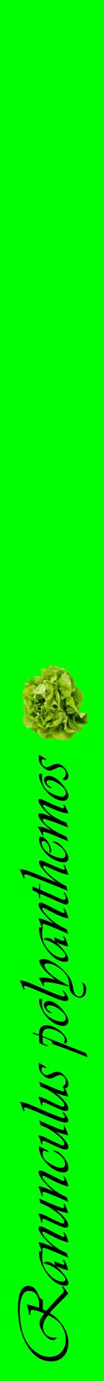 Étiquette de : Ranunculus polyanthemos - format a - style noire16viv avec comestibilité simplifiée