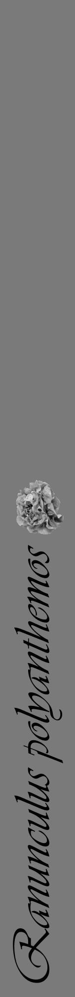 Étiquette de : Ranunculus polyanthemos - format a - style noire3viv avec comestibilité simplifiée - position verticale