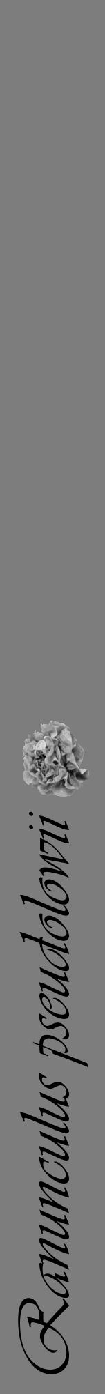 Étiquette de : Ranunculus pseudolowii - format a - style noire35viv avec comestibilité simplifiée - position verticale