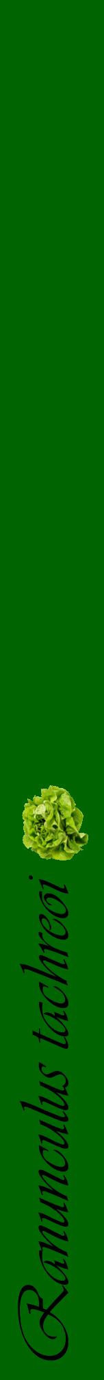 Étiquette de : Ranunculus tachreoi - format a - style noire8viv avec comestibilité simplifiée
