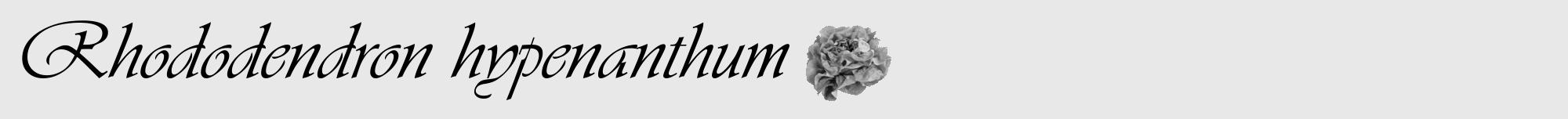 Étiquette de : Rhododendron hypenanthum - format a - style noire55basiqueviv avec comestibilité simplifiée