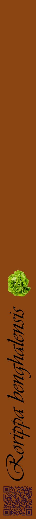 Étiquette de : Rorippa benghalensis - format a - style noire30viv avec qrcode et comestibilité simplifiée