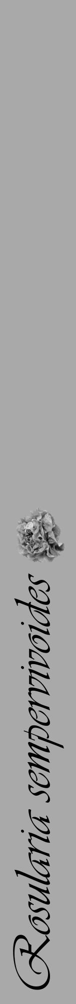 Étiquette de : Rosularia sempervivoides - format a - style noire13viv avec comestibilité simplifiée - position verticale