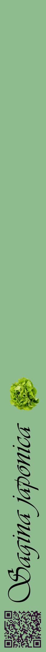 Étiquette de : Sagina japonica - format a - style noire13viv avec qrcode et comestibilité simplifiée