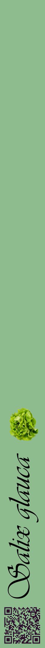 Étiquette de : Salix glauca - format a - style noire13viv avec qrcode et comestibilité simplifiée