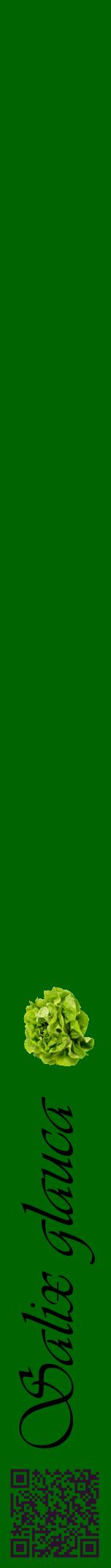 Étiquette de : Salix glauca - format a - style noire8viv avec qrcode et comestibilité simplifiée