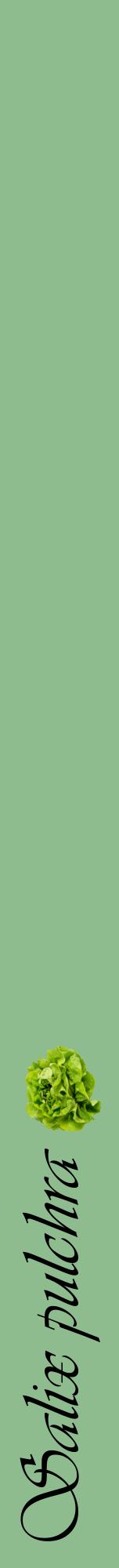 Étiquette de : Salix pulchra - format a - style noire13viv avec comestibilité simplifiée