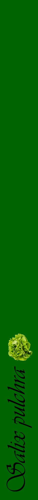 Étiquette de : Salix pulchra - format a - style noire8viv avec comestibilité simplifiée