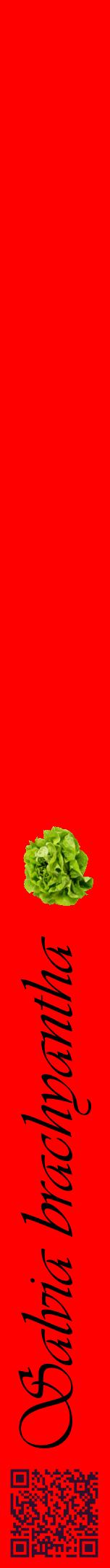 Étiquette de : Salvia brachyantha - format a - style noire27viv avec qrcode et comestibilité simplifiée