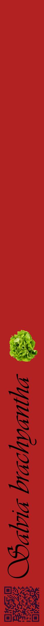 Étiquette de : Salvia brachyantha - format a - style noire28viv avec qrcode et comestibilité simplifiée