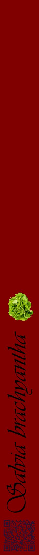 Étiquette de : Salvia brachyantha - format a - style noire29viv avec qrcode et comestibilité simplifiée