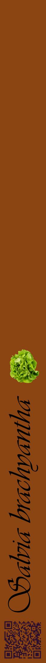 Étiquette de : Salvia brachyantha - format a - style noire30viv avec qrcode et comestibilité simplifiée