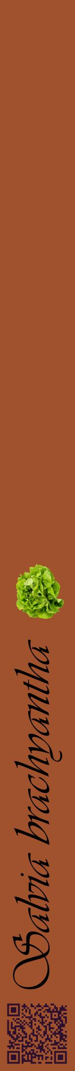 Étiquette de : Salvia brachyantha - format a - style noire32viv avec qrcode et comestibilité simplifiée