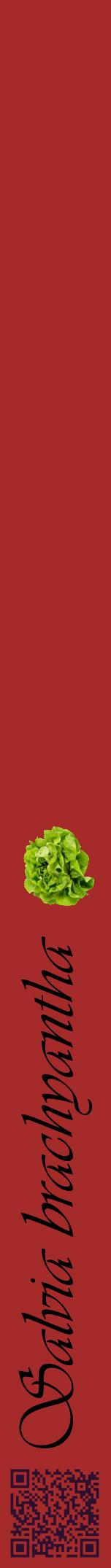 Étiquette de : Salvia brachyantha - format a - style noire33viv avec qrcode et comestibilité simplifiée
