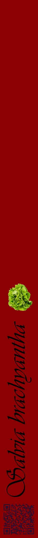 Étiquette de : Salvia brachyantha - format a - style noire34viv avec qrcode et comestibilité simplifiée