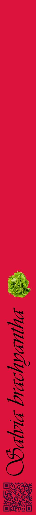 Étiquette de : Salvia brachyantha - format a - style noire36viv avec qrcode et comestibilité simplifiée