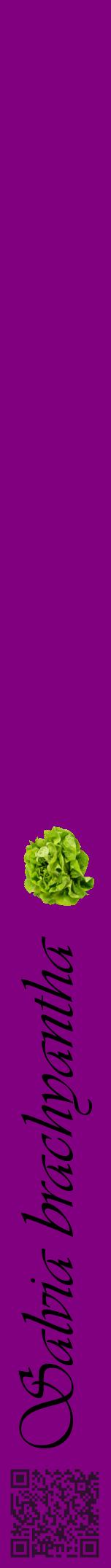 Étiquette de : Salvia brachyantha - format a - style noire46viv avec qrcode et comestibilité simplifiée
