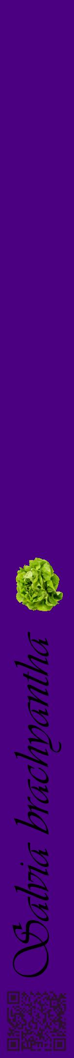 Étiquette de : Salvia brachyantha - format a - style noire47viv avec qrcode et comestibilité simplifiée