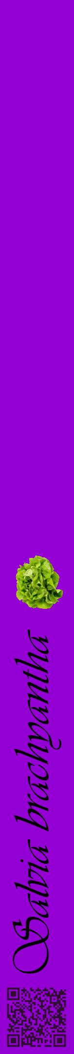 Étiquette de : Salvia brachyantha - format a - style noire48viv avec qrcode et comestibilité simplifiée