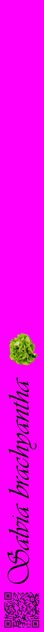 Étiquette de : Salvia brachyantha - format a - style noire51viv avec qrcode et comestibilité simplifiée