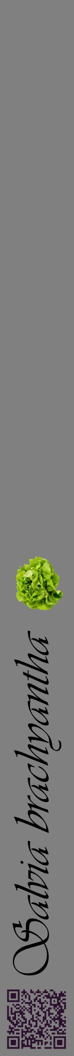 Étiquette de : Salvia brachyantha - format a - style noire57viv avec qrcode et comestibilité simplifiée