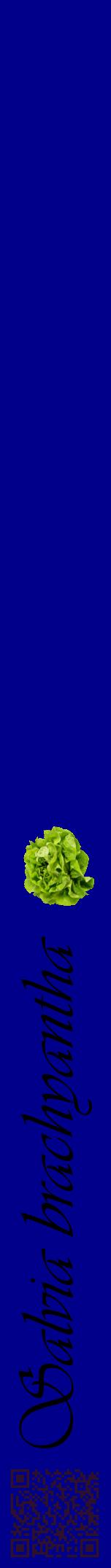 Étiquette de : Salvia brachyantha - format a - style noire7viv avec qrcode et comestibilité simplifiée